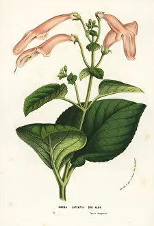 Sinningia: Sinningia cooperi
