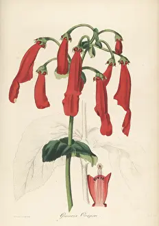 Volume 1: Sinningia cooperi