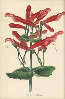 Volume 4: Sinningia cooperi