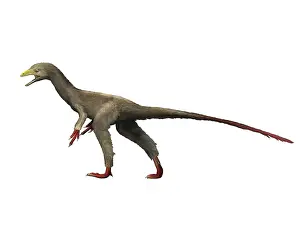 Limbs: Sinocalliopteryx dinosaur