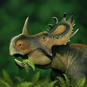Ceratopsia: Sinoceratops dinosaur grazing on leaves