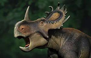 Ceratopsia: Sinoceratops dinosaur portrait