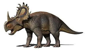 Ceratopsia: Sinoceratops isolated on a white background