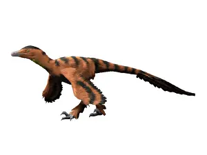 Markings: Sinornithosaurus dinosaur