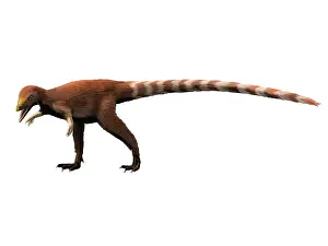 Prima: Sinosauropteryx dinosaur