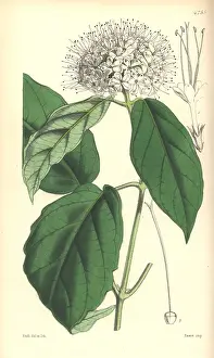 Clerodendron: Sinuate leaved clerodendron, Clerodendron sinuatum