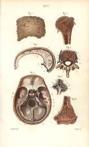 Cavities: Sinuses or cavities in skull, humerus and vertebrae