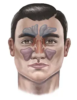 Sinus: Sinuses, Illustration