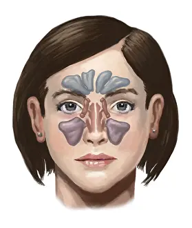 Sinus: Sinuses, Illustration