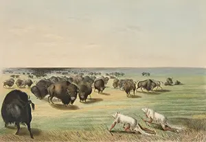 Catlin: Sioux stalk buffalo disguised as wolves, by George Catlin
