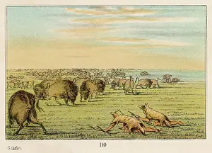 Catlin: Sioux stalk buffalo disguised as wolves, by George Catlin