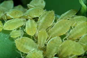 Sucking: Sipha glyceriae, aphids