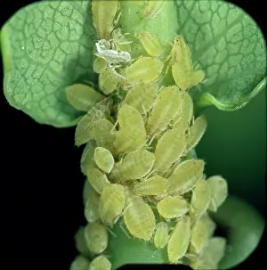 Lobsters: Sipha glyceriae, aphids