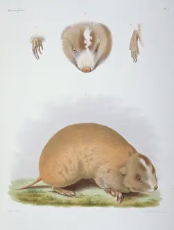 Rattus: Siphneus fontanierii, mole-rat