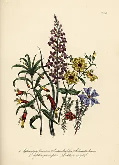 Macrophylla: Siphocampylos and Leschenaultia species