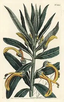 Giganteus: Siphocampylus giganteus (endangered)