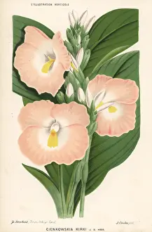 Stroobant: Siphonochilus kirkii