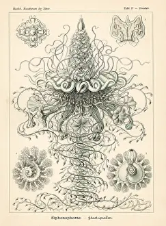 Glitsch: Siphonophora jellyfish colony