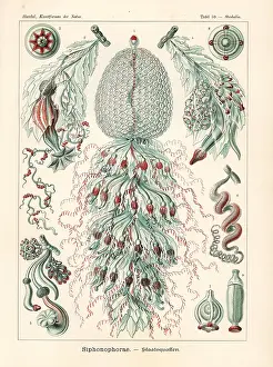 Glitsch: Siphonophora jellyfish colony