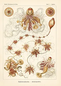 Glitsch: Siphonophorae hydrozoa