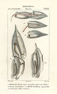 Dispar: Siphonophores, Diphyes dispar