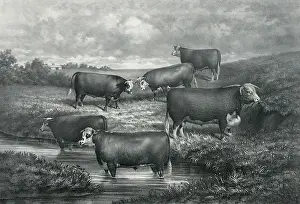 Sire: Sir Bartle group of yearling grade hereford steers and their