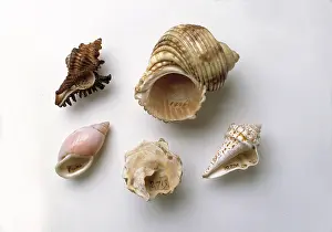 Sloane: Sir Hans Sloane's collection of shells