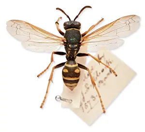 Lubbock: Sir John Lubbock's pet wasp