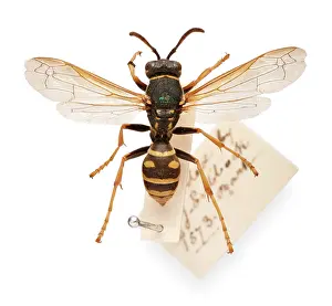 Hexapoda: Sir John Lubbock's pet wasp
