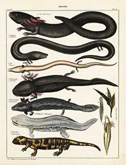Newt: Siren, salamander and axolotl