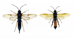 Destructive: Sirex noctilio, wood wasp