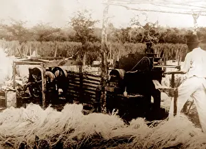 Sisal: Sisal production, Jamaica