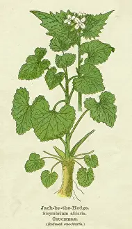 Alliaria: SISYMBRIUM ALLIARIA