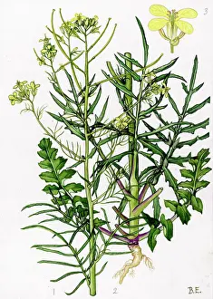 Tumble: Sisymbrium altissimum