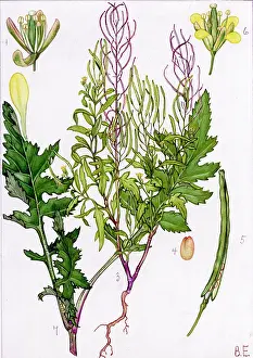 Sisymbrium: Sisymbrium irio