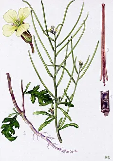 Sisymbrium: Sisymbrium Iris