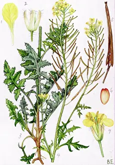Tumbleweed: Sisymbrium loeselii