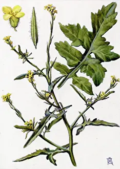 Ratman: Sisymbrium officinale
