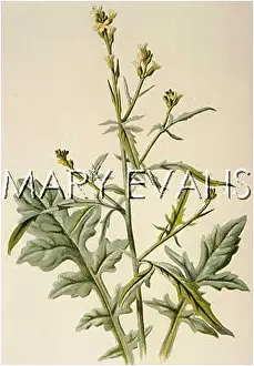 Sisymbrium: SISYMBRIUM OFFICINALE