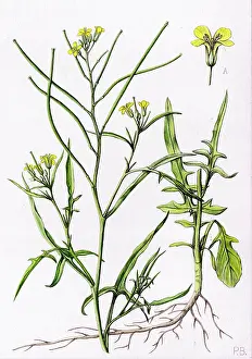 Bland: Sisymbrium orientale