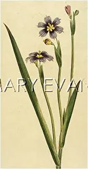 Sisyrinchium: SISYRINCHIUM IRIDOIDES