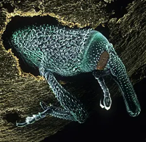 Granary: Sitophilus granarius, grain weevil