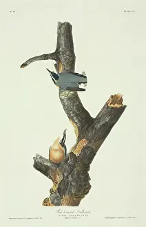 Nuthatch: Sitta canadensis, red-breasted nuthatch