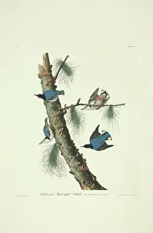 Nuthatch: Sitta carolinensis, white-breasted nuthatch