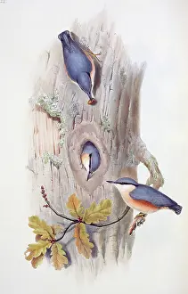 Fagaceae: Sitta europaea, Eurasian nuthatch