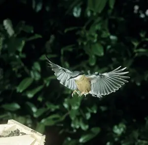 Europaea: Sitta europaea, Eurasian nuthatch