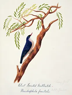 Fronted: Sitta frontalis, velvet-fronted nuthatch