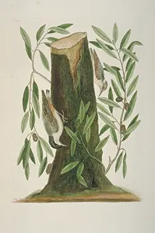 Acorn: Sitta pusila, brown-headed nuthatch, Sitta carolinensis, whi