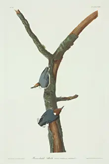 Nuthatch: Sitta pusilla, brown-headed nuthatch