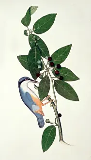 Impey: Sitta sp. nuthatch